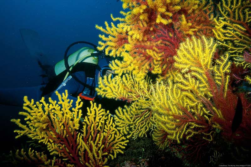 Submarinisime corall Costa Brava