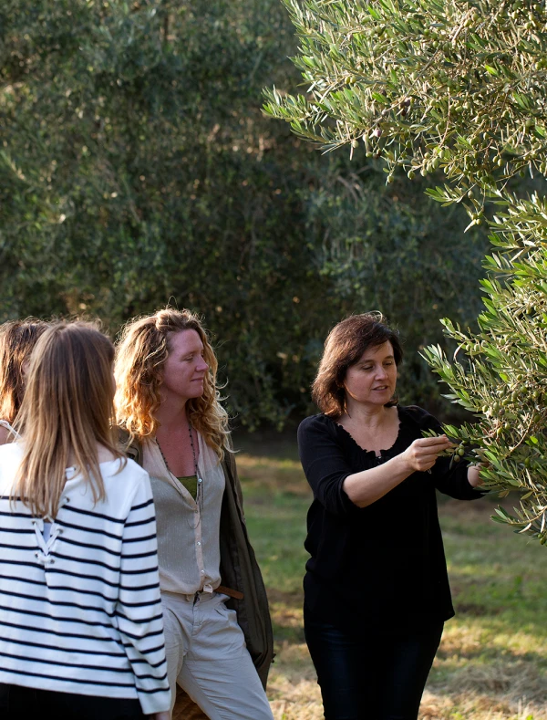 Escoltem l’Olivar – Passejant entre oliveres slide 0