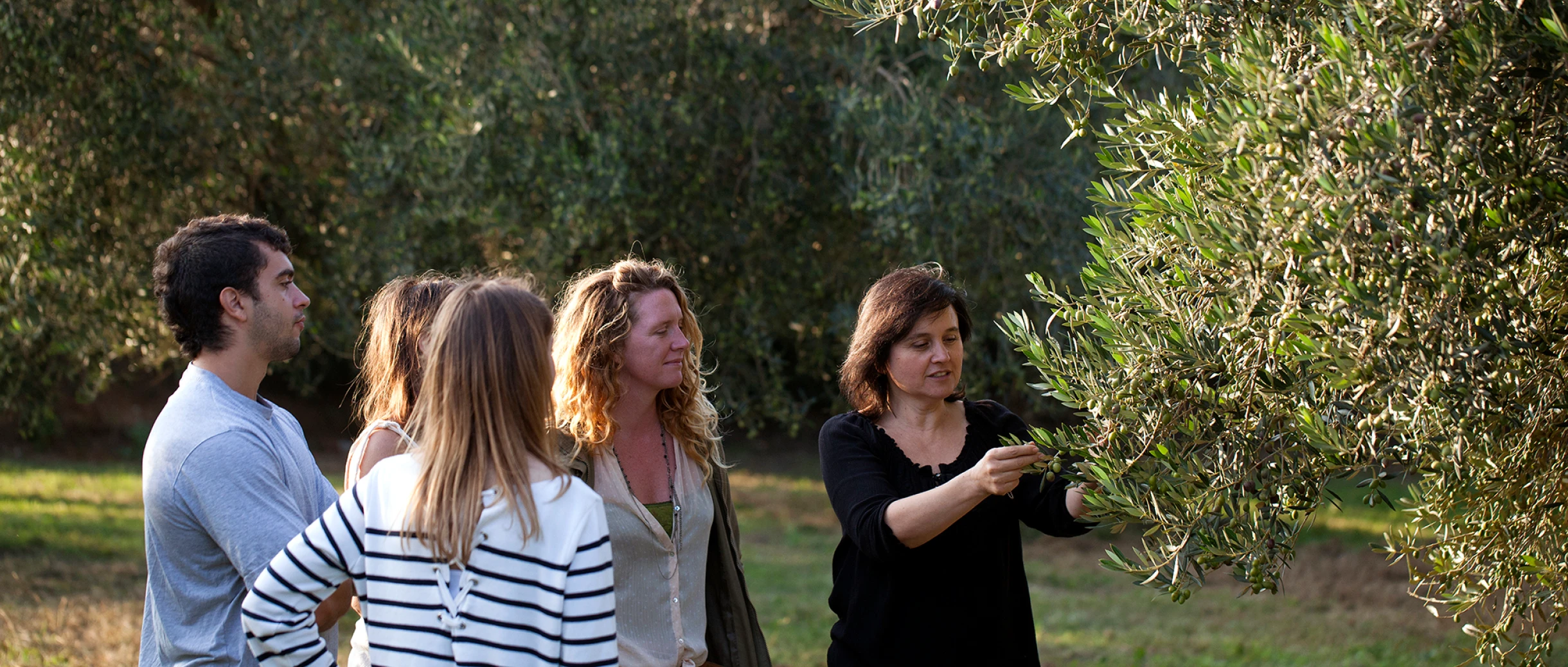 A promenate through the olive oil fields slide 0